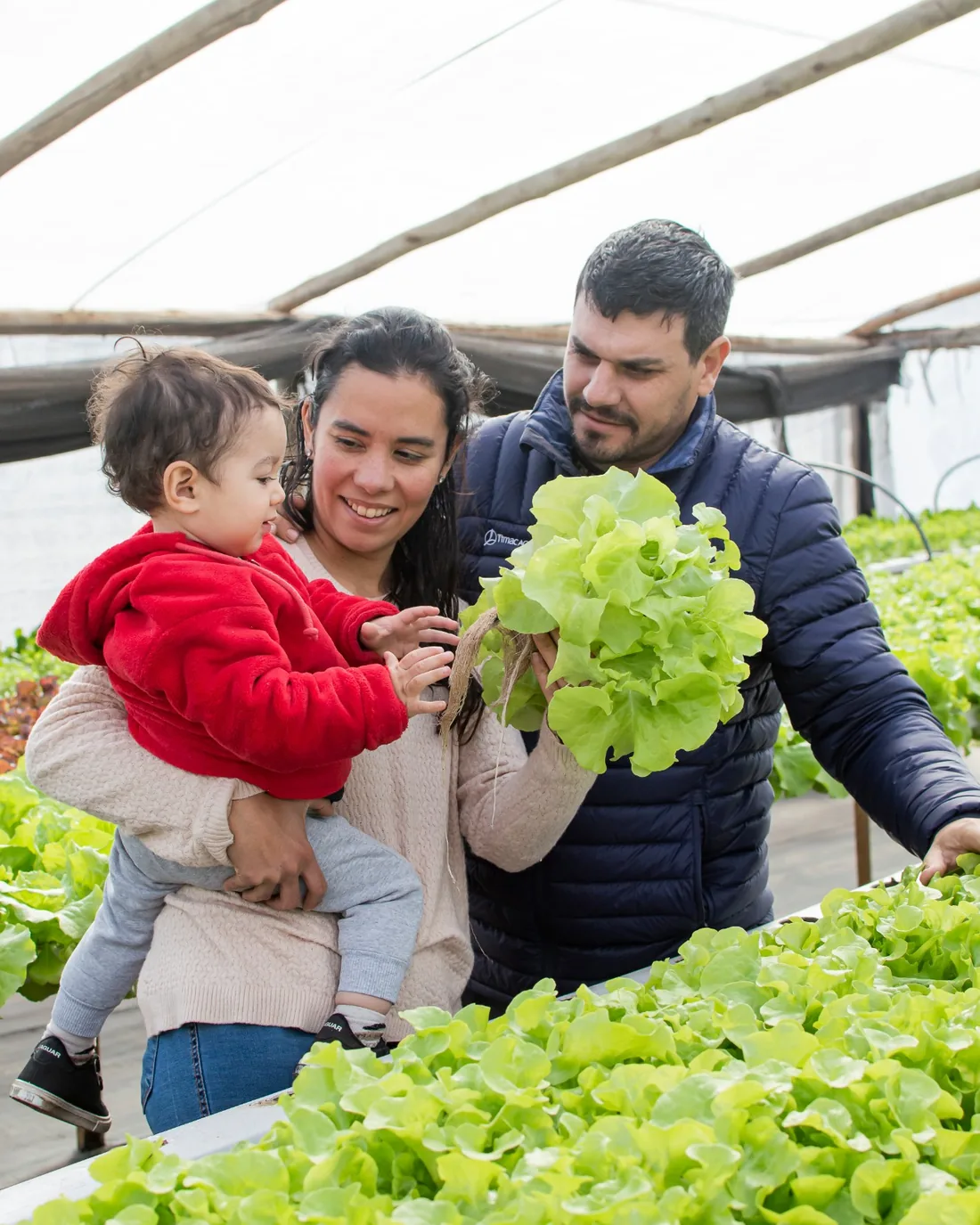 Romi con su familia, cosechando lechuga en el invernadero de Usluga