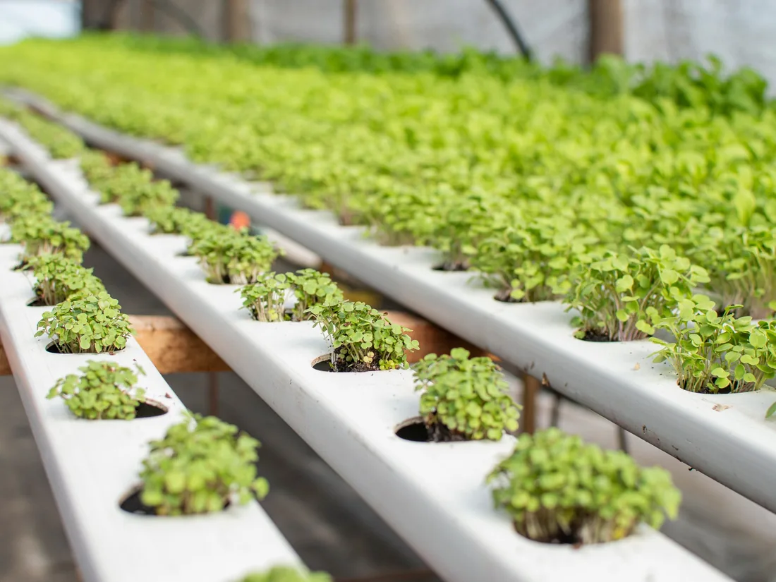 Hileras de cultivo hidropónico en el invernadero de Usluga