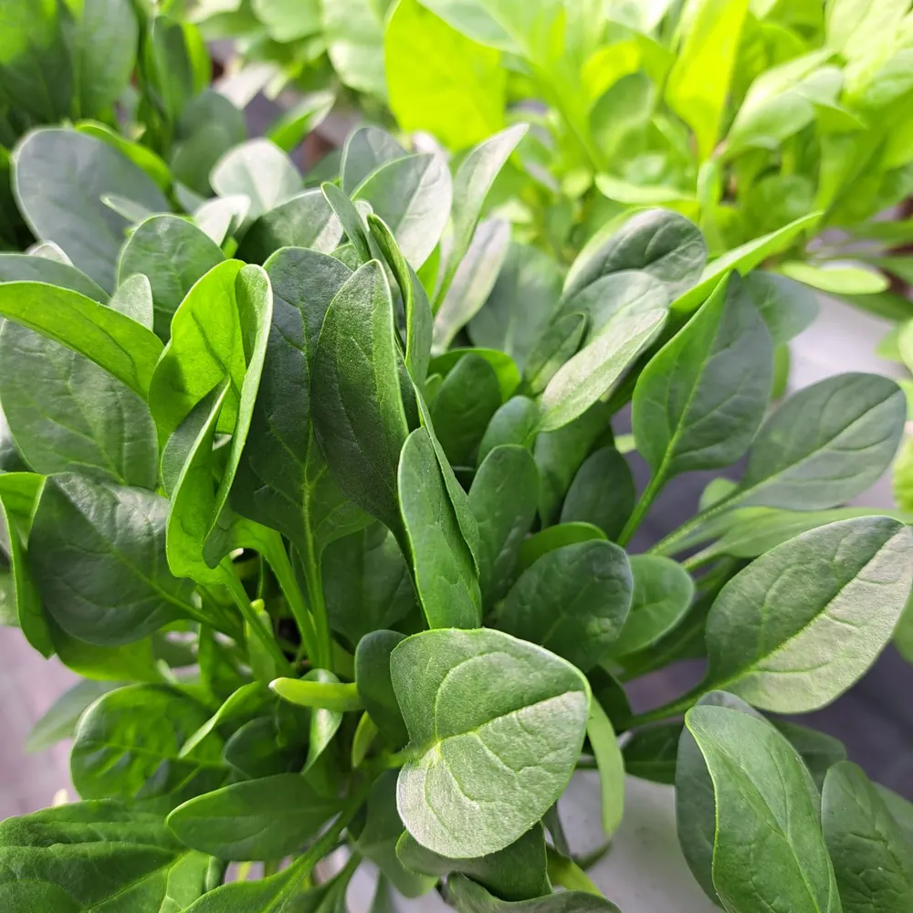 Espinaca Baby