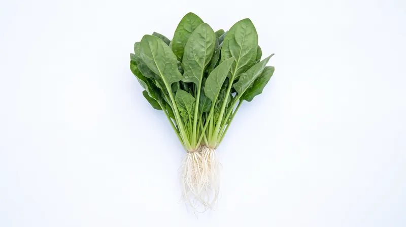 Espinaca