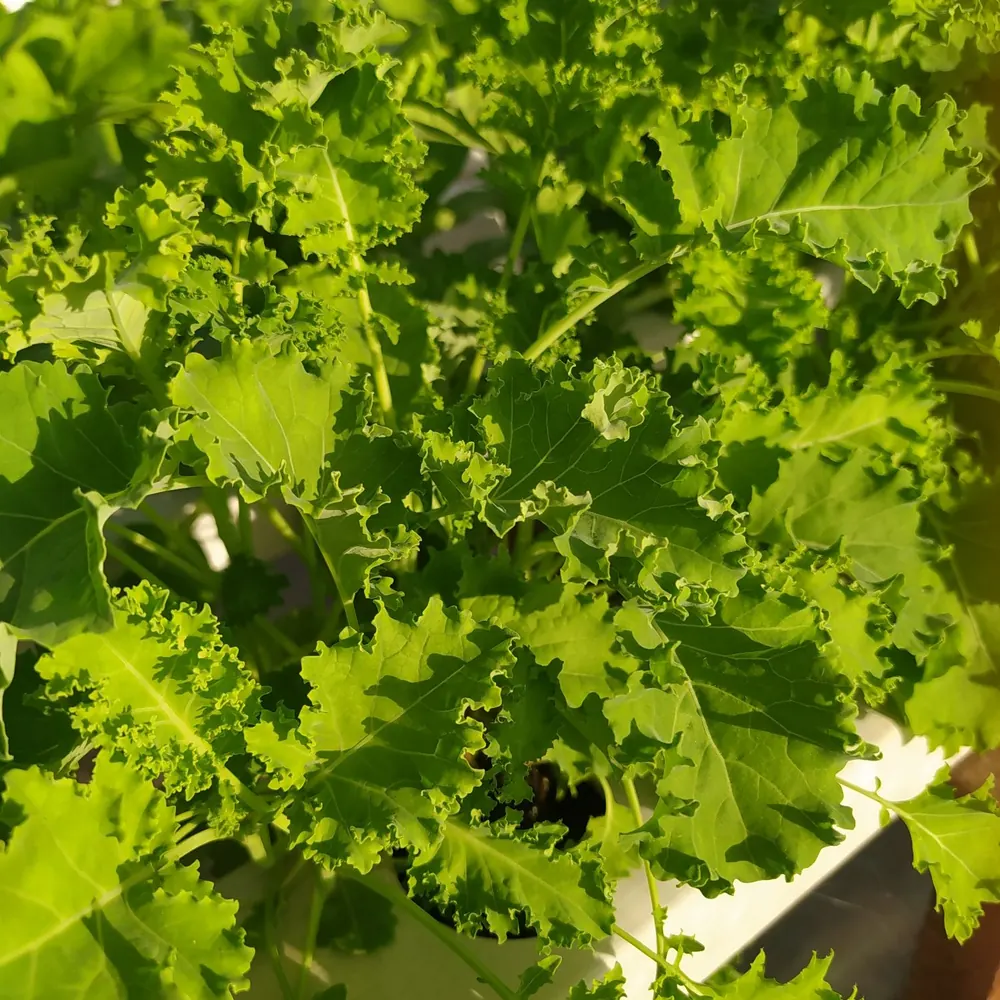 Kale