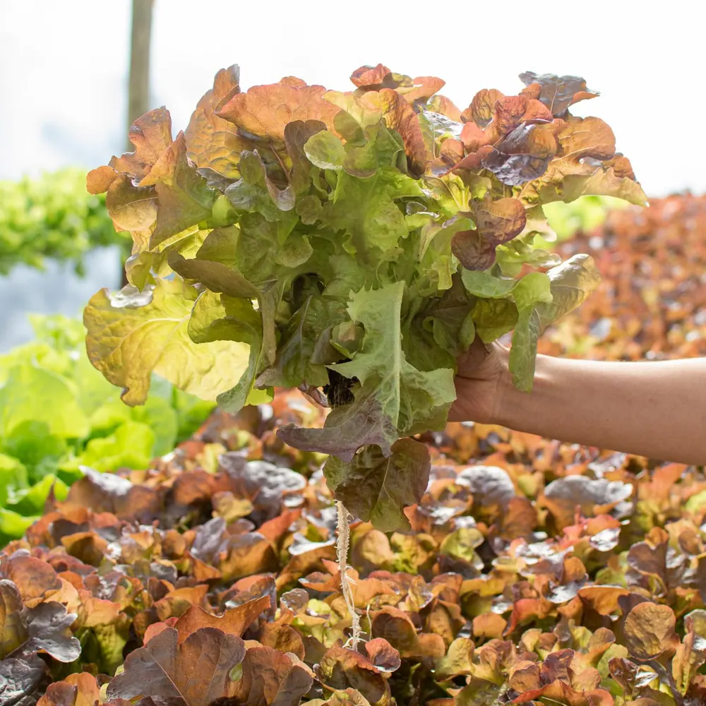 Lechuga Hoja de Roble Morada
