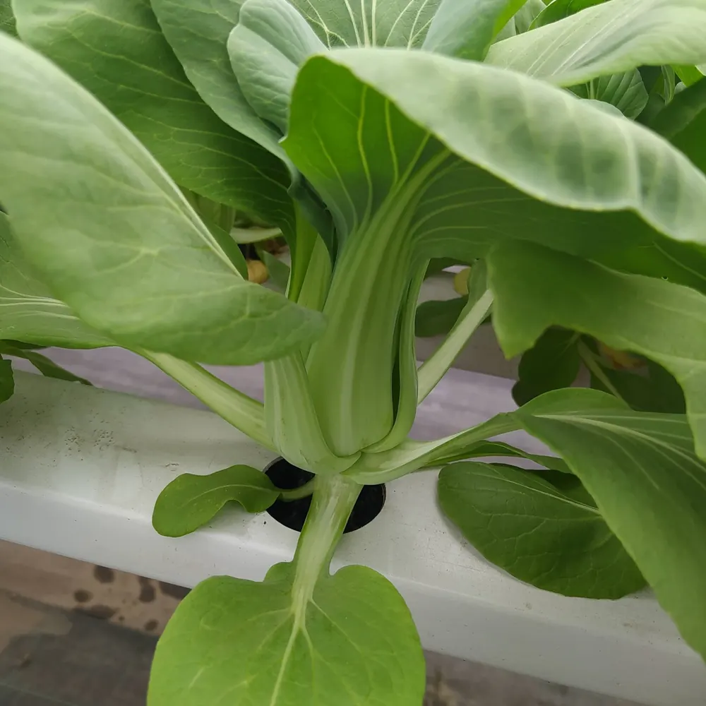 Pak Choi